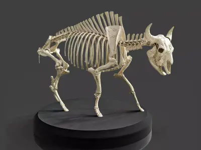 Realistic Bison Skeleton 3D model