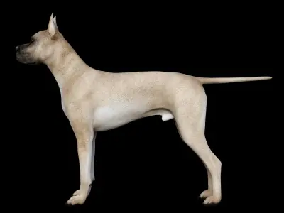 GreatDean - Dog 3D model