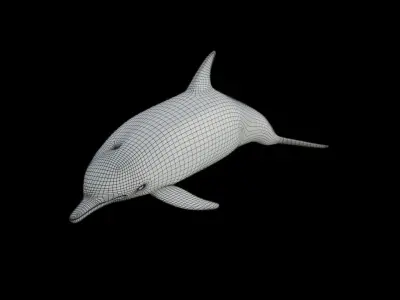 dolphin long-beaked 3D model