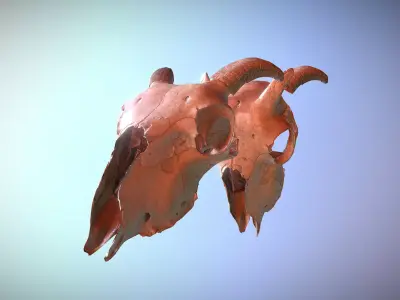 Photorealistic scanned low poly cow skull with removable horns Low-poly 3D model