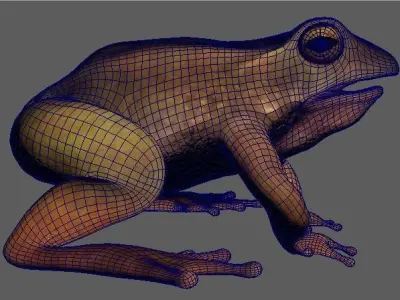 Frog rigged model 3D model