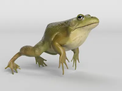 Bullfrog Animated 3D model
