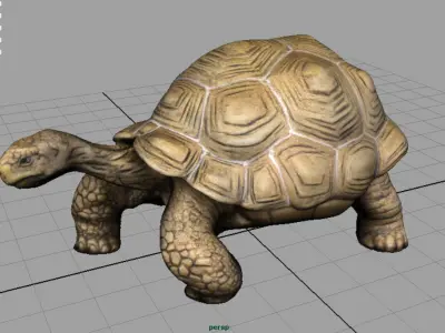 Giant Tortoise 3D model