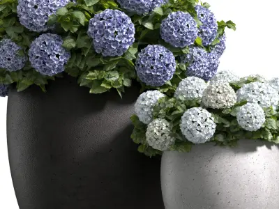 Hydrangea Plant in a garden pot 3D model