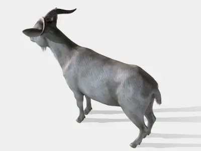Goat - Male Low-poly 3D model