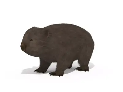 Wombat Marsupial Australian Animal 3D model