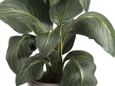 indoor plant 049 3D model