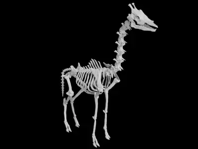 Giraffe Skeleton Low-poly 3D model