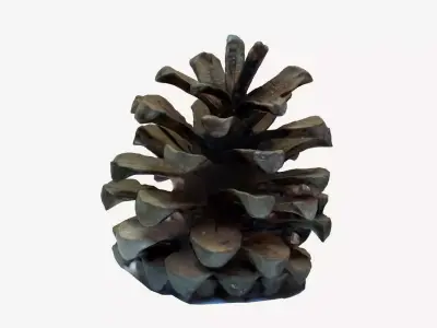 pine cone model  Low-poly 3D model