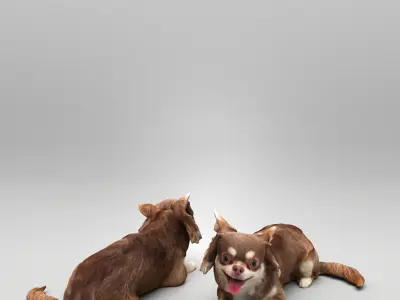 Chihuahua dog lying down 36 Low-poly 3D model