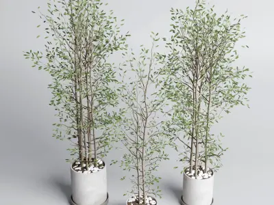 indoor plant set 379 plant tree branch bush concrete dirt vase Low-poly 3D model