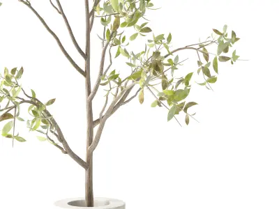 Plants Bouquet 04 3D model