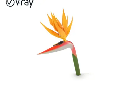 Strelitzia Flower Elegance model pack Low-poly 3D model