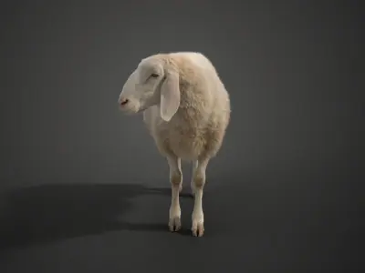 Assaf Sheep01 with 1 Animation  VFX Grace  3D model