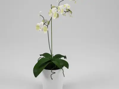 Orchid in pot 3D model