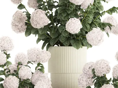 Set of beautiful plants Hydrangea in a flower pot for home 1294 3D model