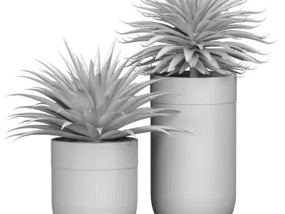 Decorative tropical Agave plant in modern Luxury flower pots 3D model