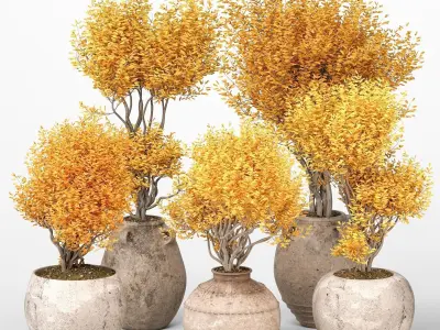 Indoor Plants collection 03