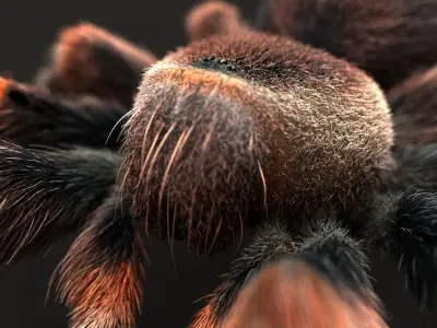 Tarantula ANIMATED XGEN CORE 3D model