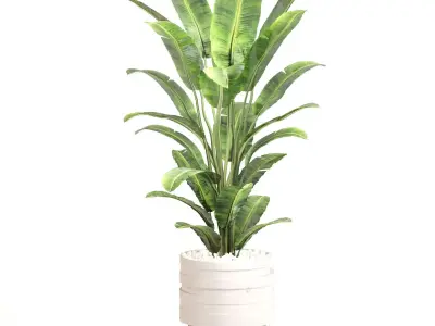 Indoor Plant Set 0128 3D model