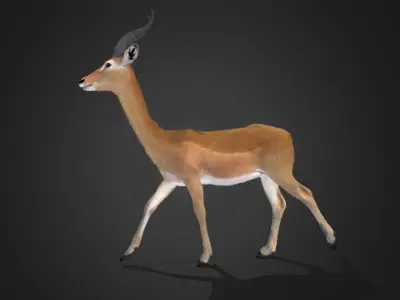 Gerenuk - Giraffe  Antelope  Realistic 3D model