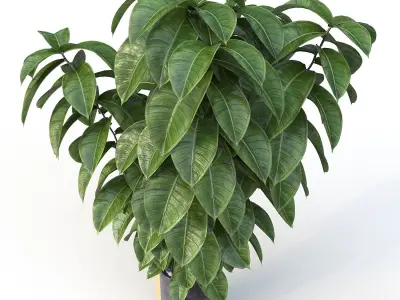 Ficus 01 3D model