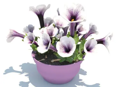 Petunia-summer flower 3D model