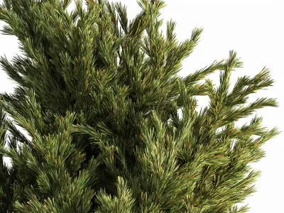 Indoor Plant Set 21 3D model