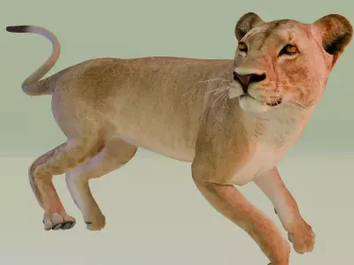 Lioness 3D model