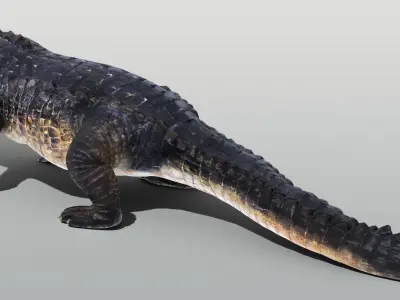 Realistic Crocodile Rigged Low-poly 3D model