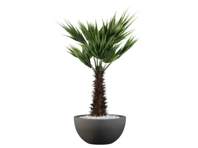 Chamaerops palm 3D model