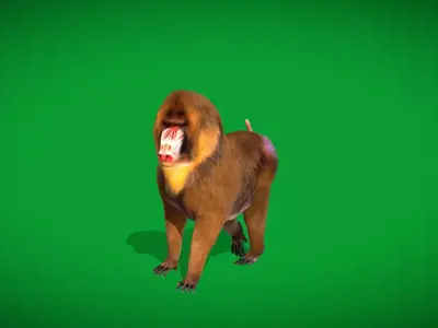 Mandrills Monkey Low-poly 3D model