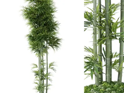 Plants collection vol 53