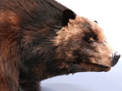 Fur Brown Bear animated  Low-poly 3D model