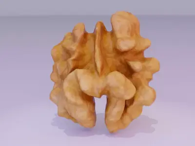 Walnut half kernel high-poly 3D model