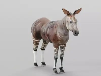 Okapi Forest Giraffe Animals Low-poly 3D model