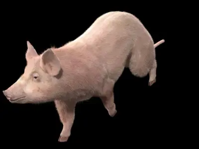 Pig rigging For 3Dmax 3D model Low-poly 3D model