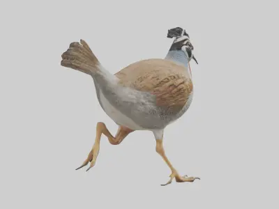Quail running model Low-poly 3D model