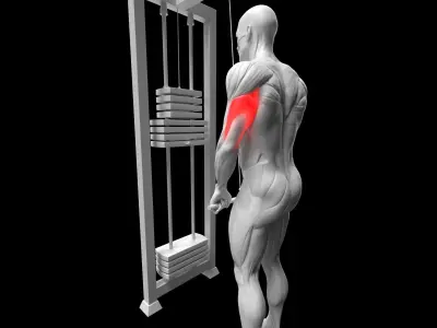 Triceps Exercise Pack - Cable Extension - French Press 3D model