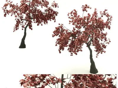 Red Maple no 1 3D model