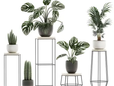 Decorative plants in pots on a stand for the interior 523 3D model