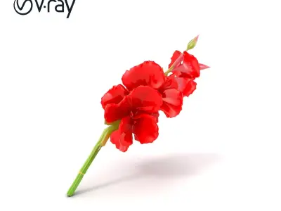 Gladiolus Red Bloom model pack Low-poly 3D model