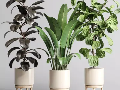 Indoor vase wood pot tree plant ravenala ficus rubbery lyrata 3D model