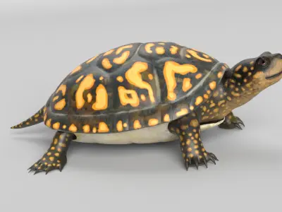 Box Turtle 3D model