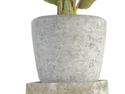 Plant in Pot Flowerpot Exotic Plant 3D model 22