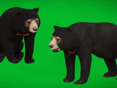 Malayan Sun Bear Low-poly 3D model