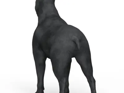 Black Dog Low-poly 3D model