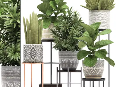 Collection of Exotic plants ficus 343 3D model