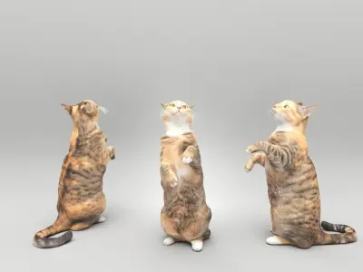 Playful cat 41 Low-poly 3D model