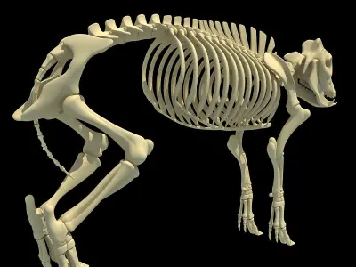 Pig Skeleton 3D model